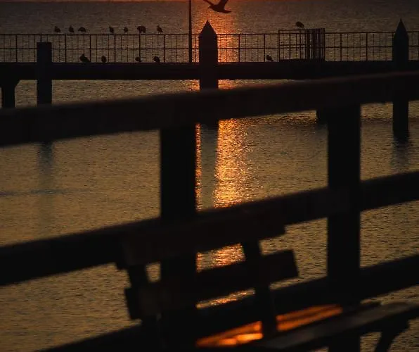 Lemmas Anchoria Mechelinki